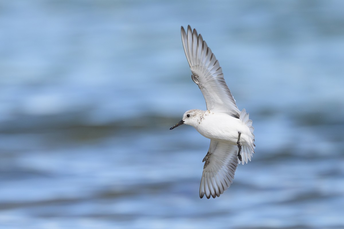 Sanderling - ML618024698