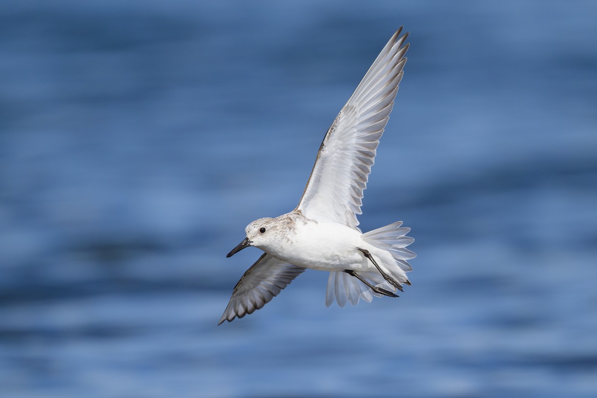Sanderling - ML618024707