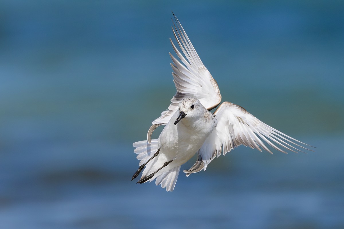 Sanderling - ML618024709