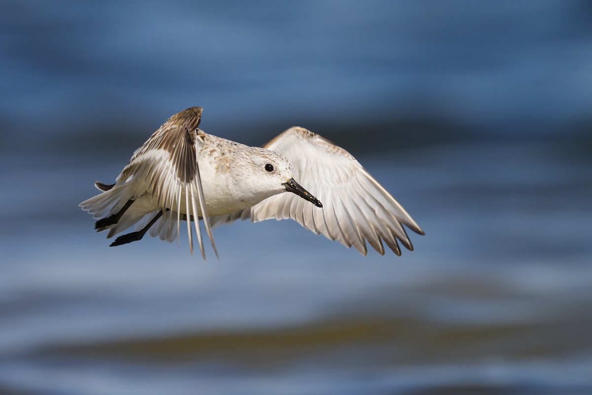Sanderling - ML618024712
