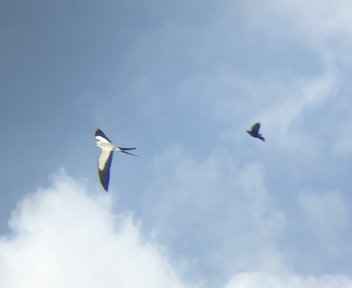 Swallow-tailed Kite - KZ F