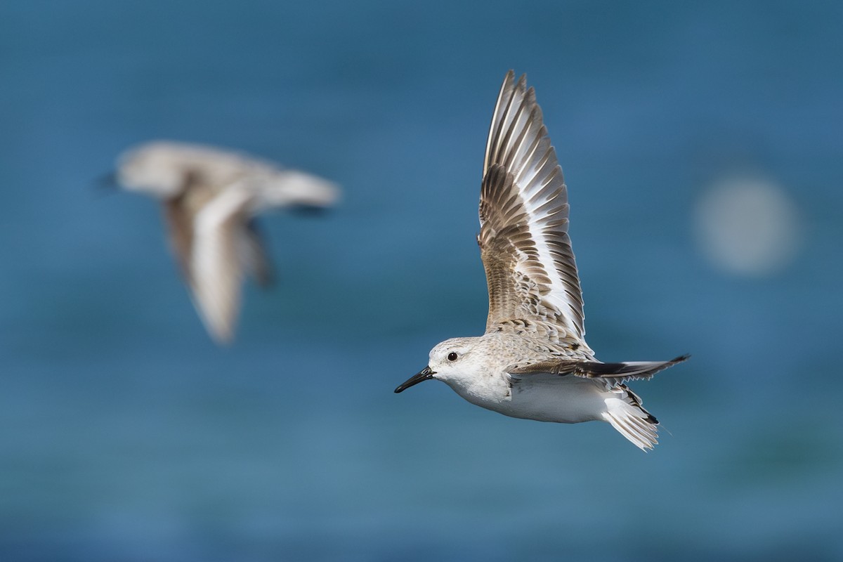 Sanderling - Sylvain Reyt