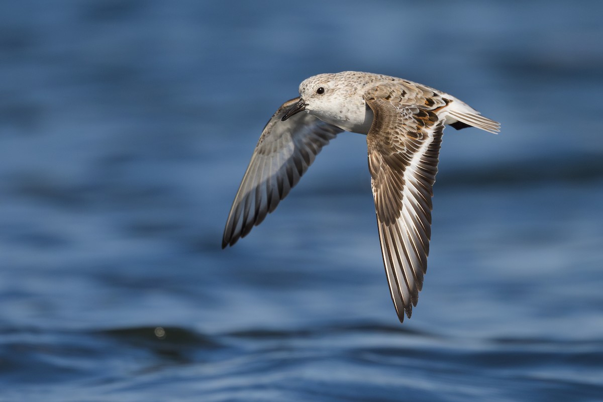 Sanderling - ML618024760