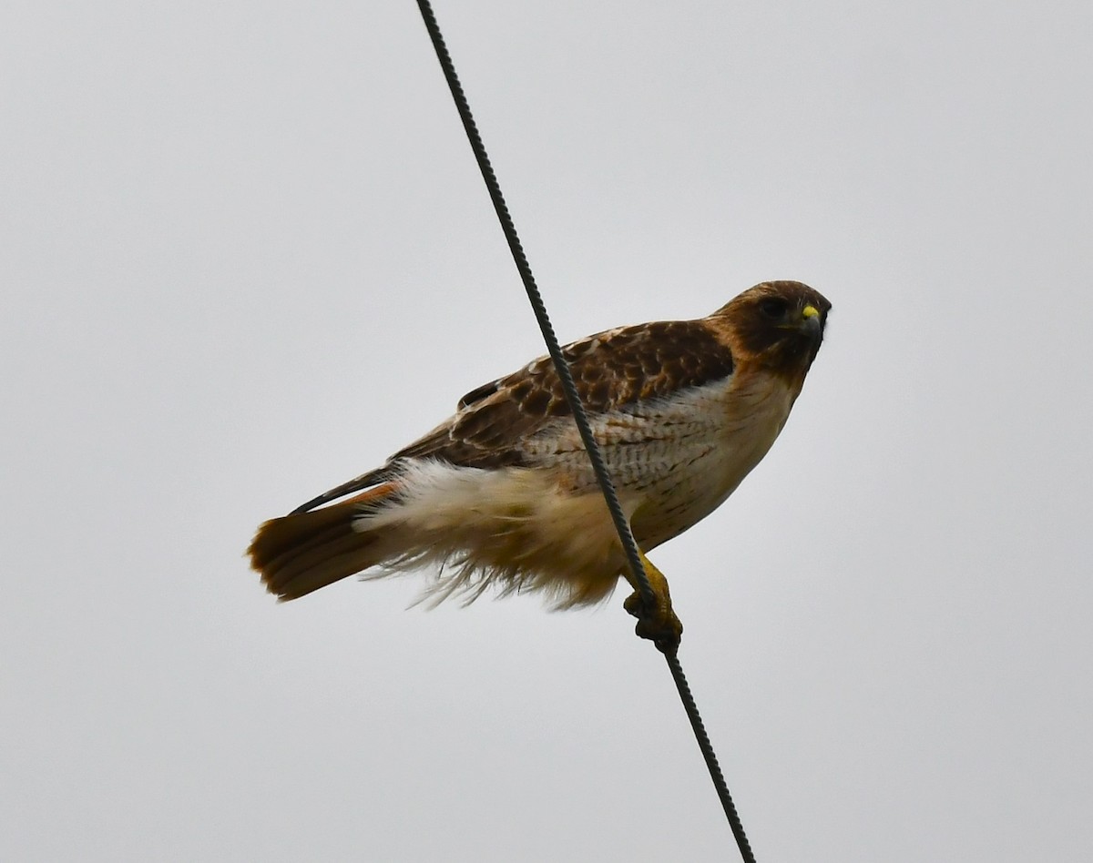 Red-tailed Hawk - Britt Dalbec