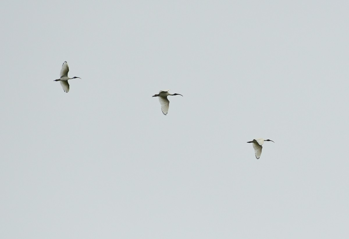 Australian Ibis - ML618024779