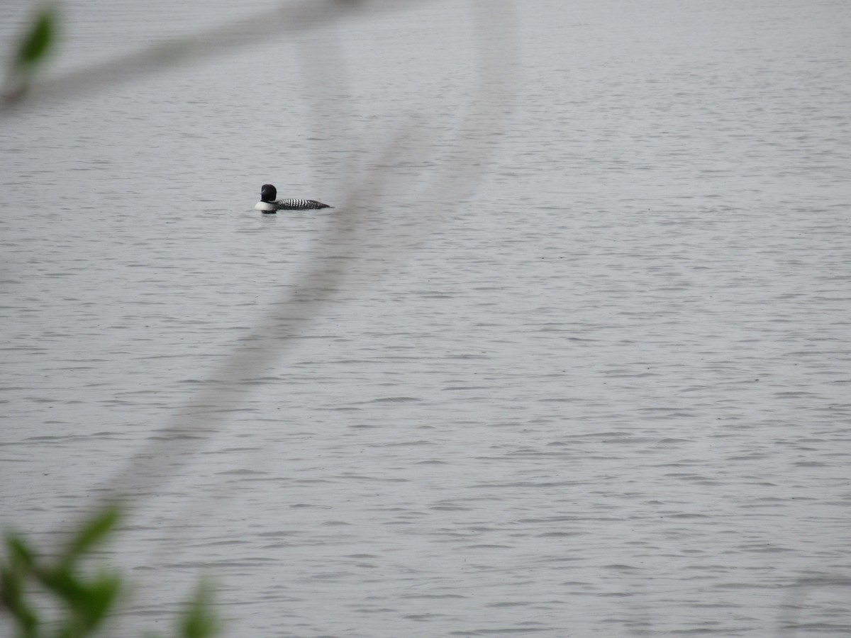 Common Loon - ML618024788