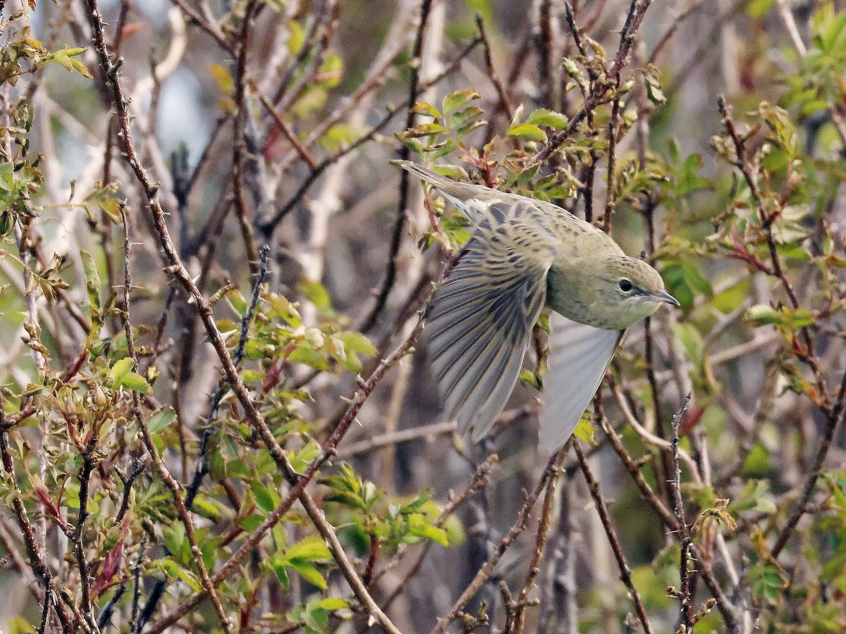 Common Grasshopper Warbler - ML618024842