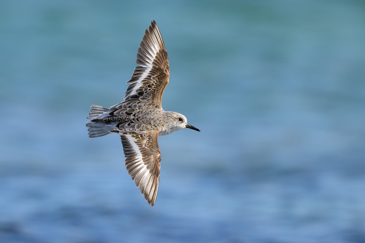 Sanderling - ML618024846