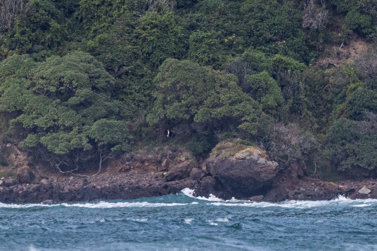 Yellow-eyed Penguin - ML618024872