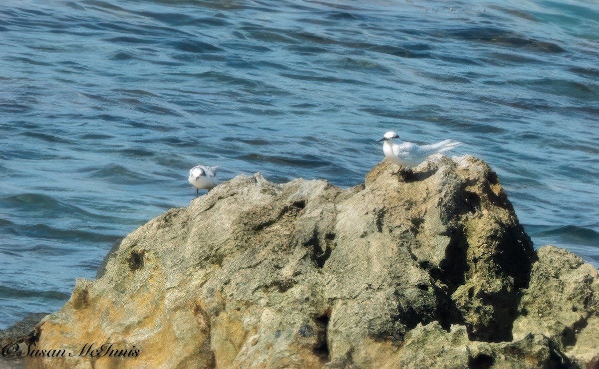 Black-naped Tern - ML618024904