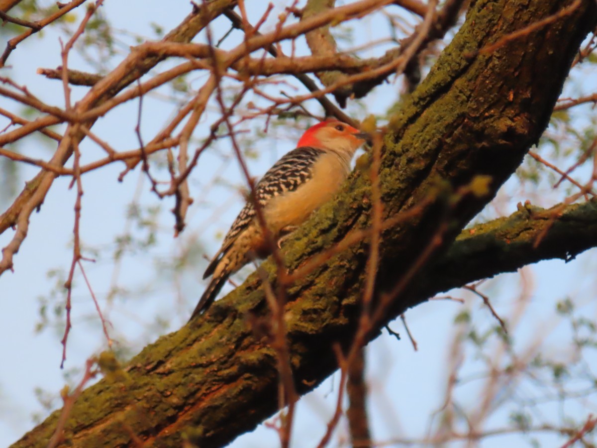 Red-bellied Woodpecker - ML618024910