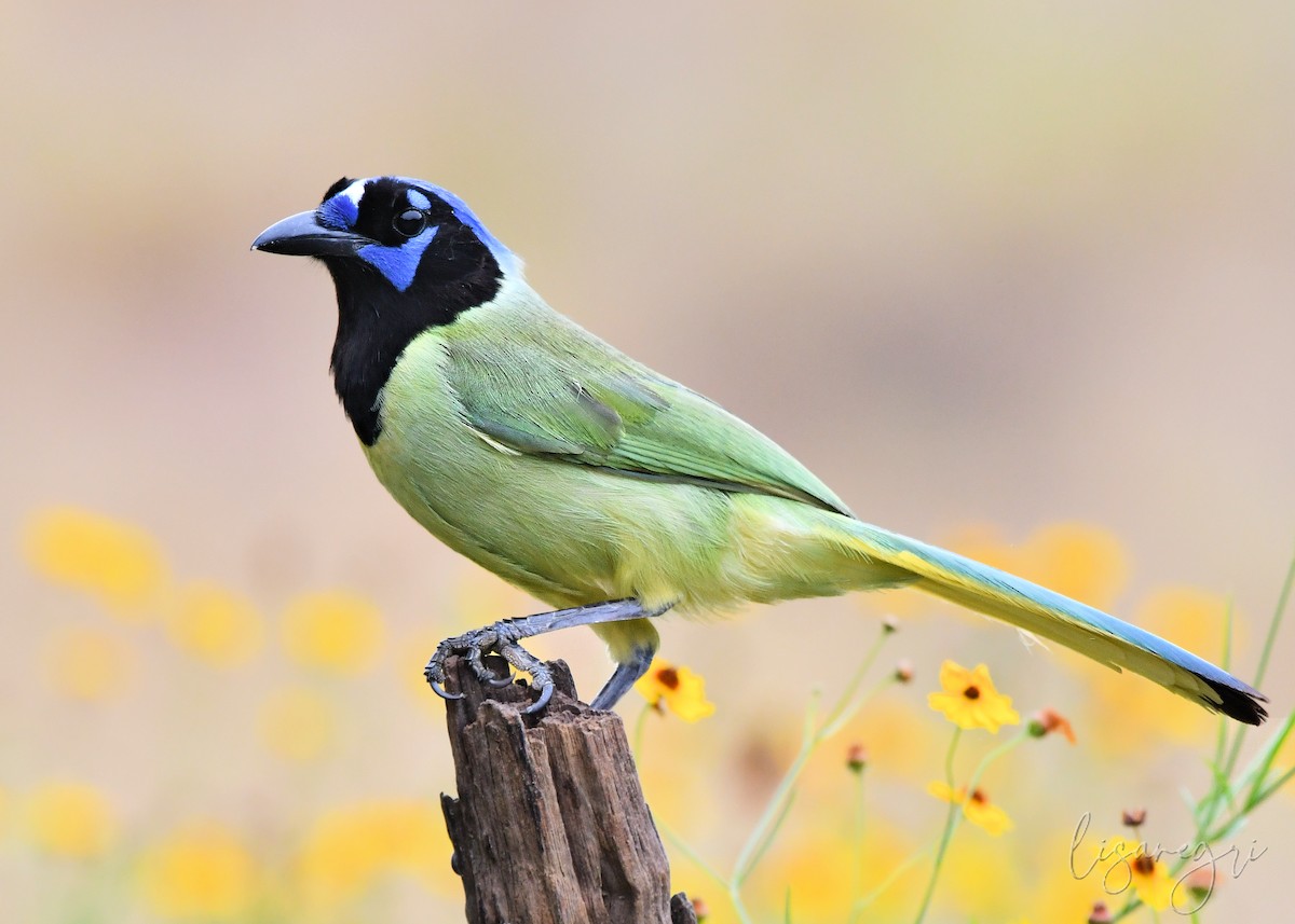 Green Jay - ML618024924