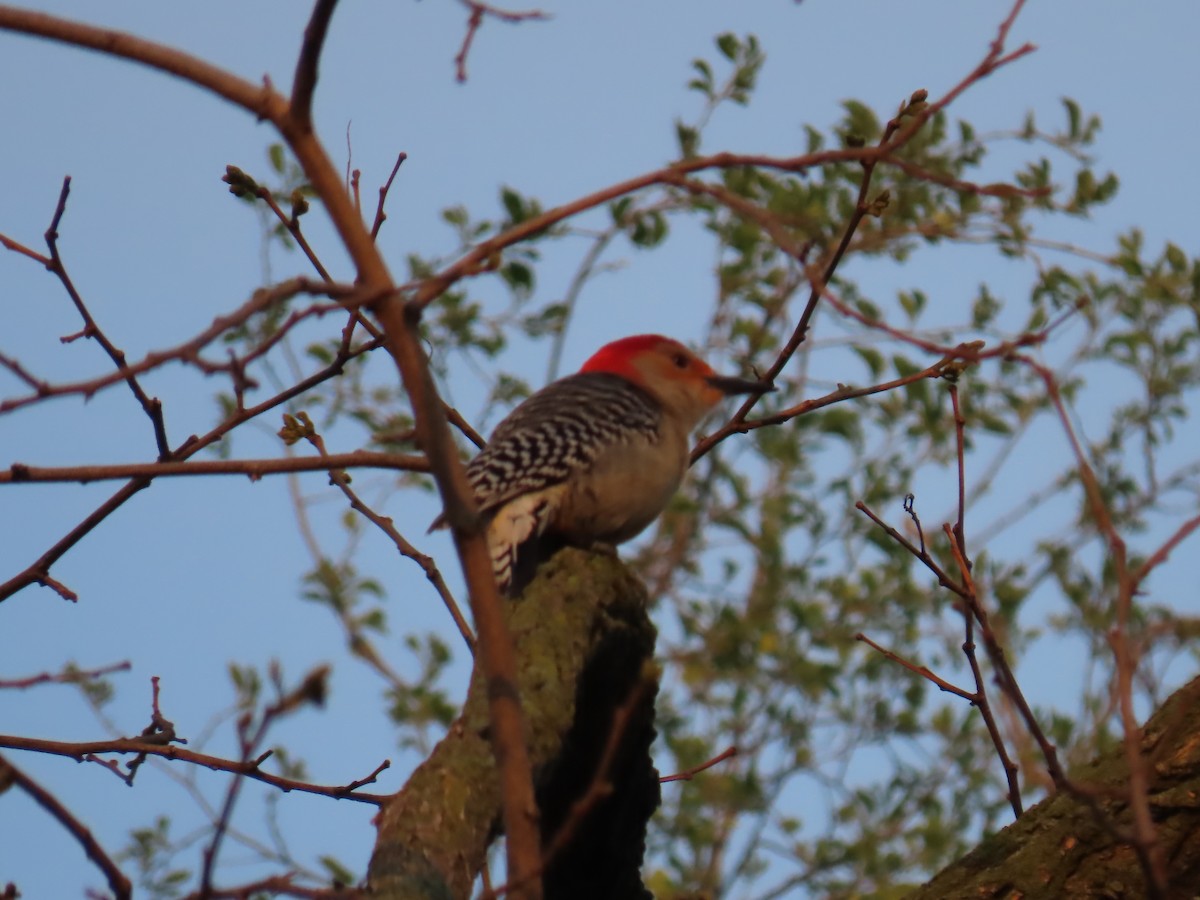 Red-bellied Woodpecker - ML618024926