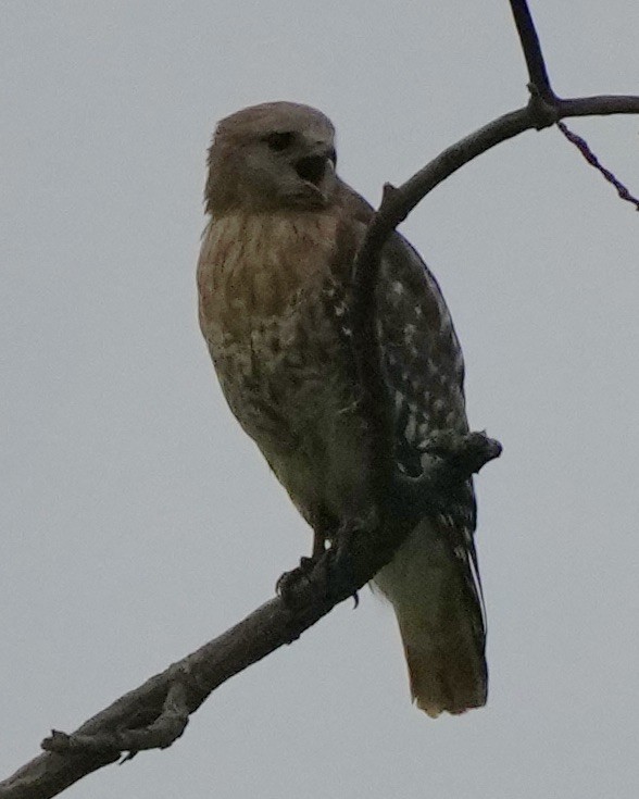 Red-shouldered Hawk - Charlene Fan