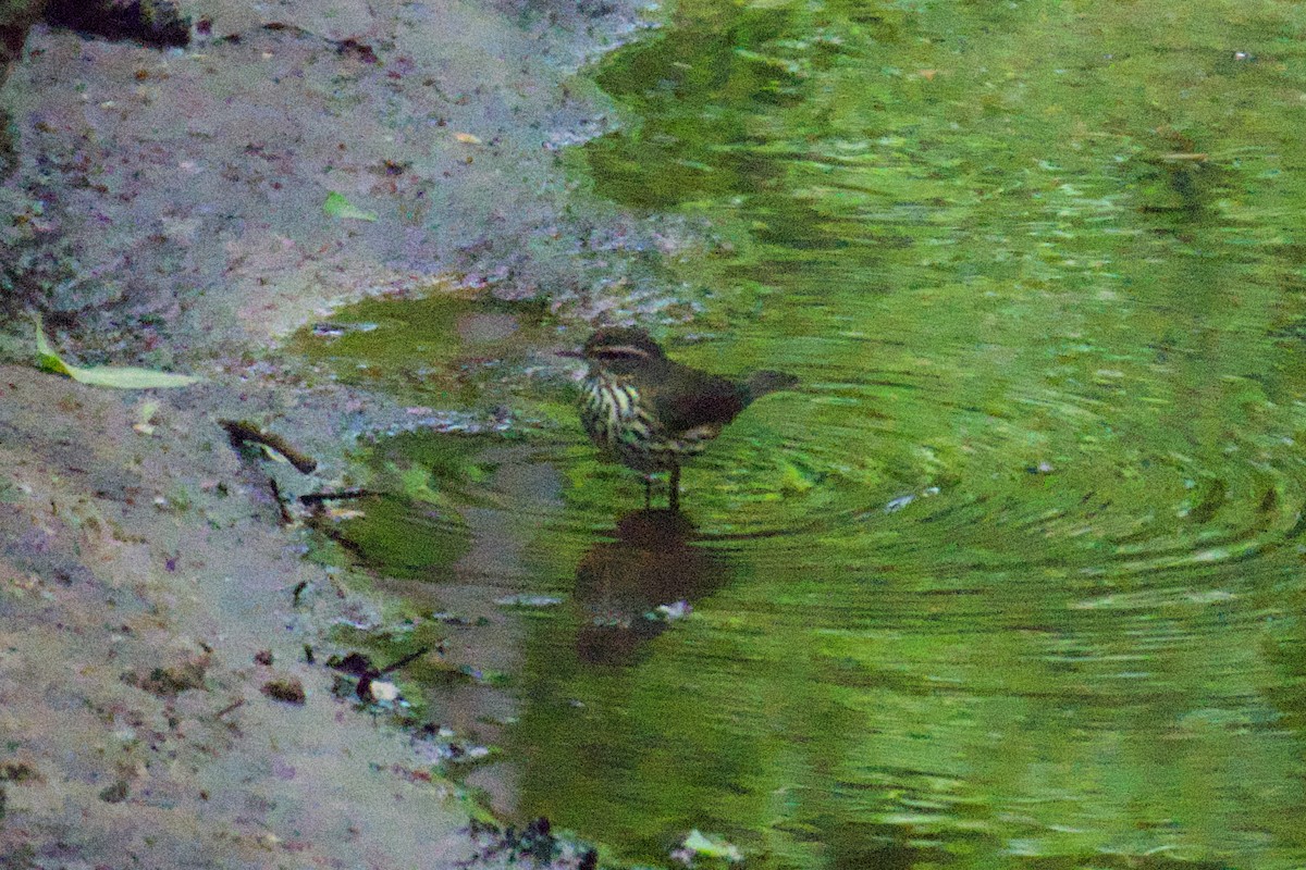 Northern Waterthrush - ML618024953