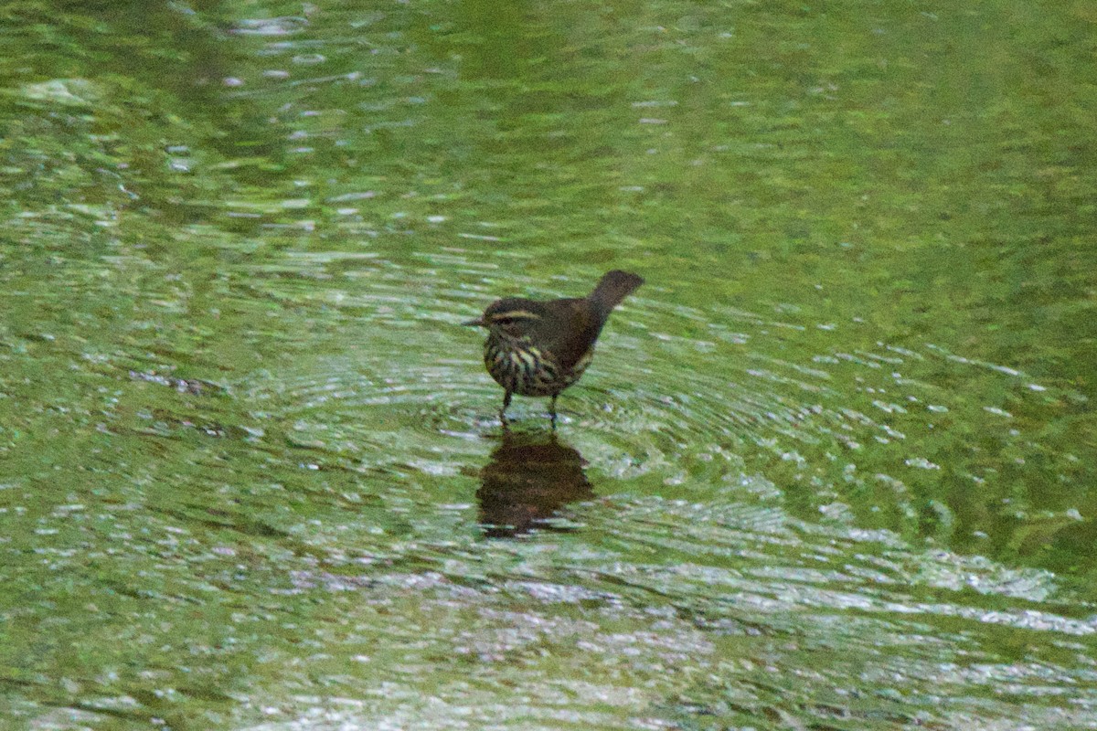 Northern Waterthrush - ML618024954