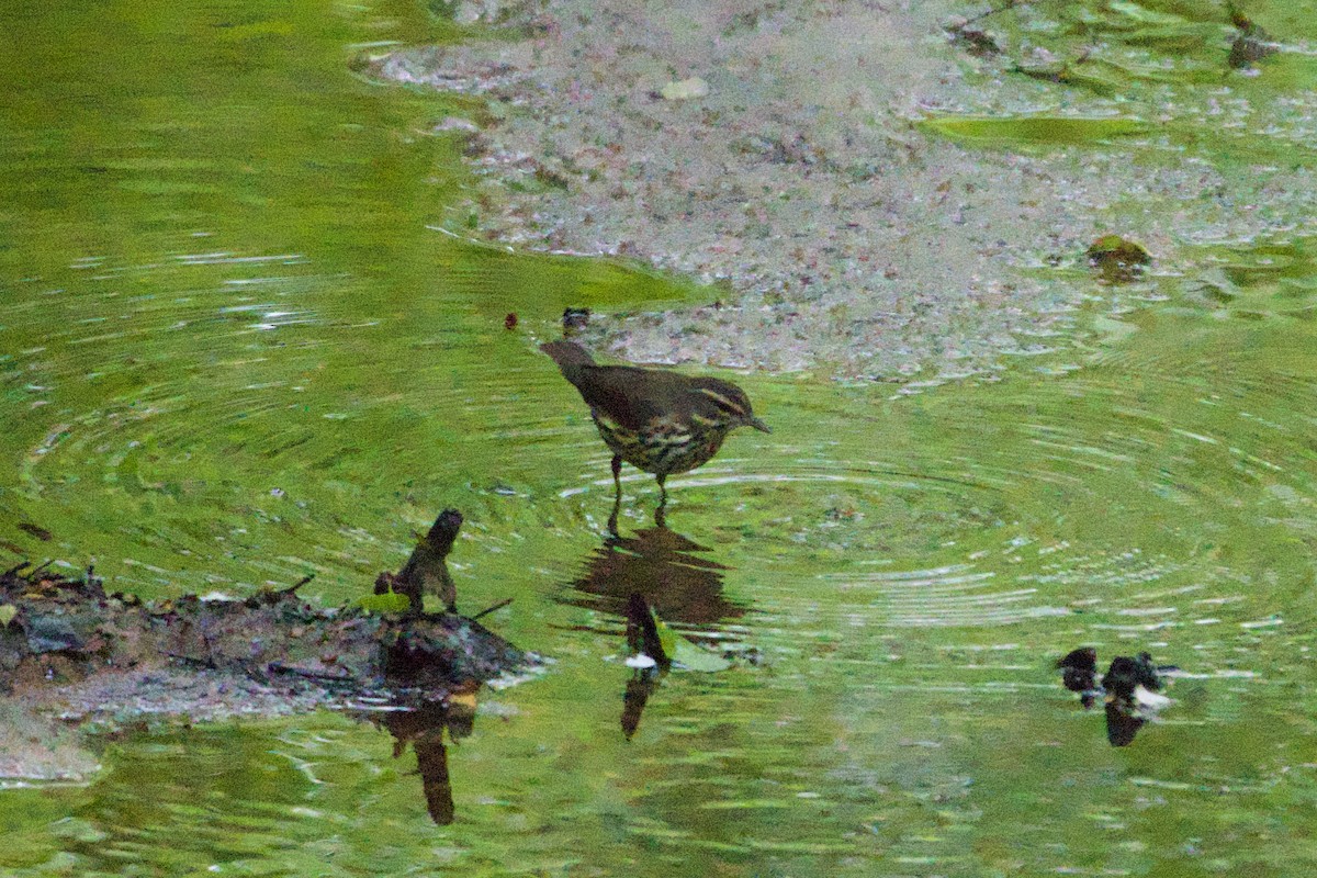 Northern Waterthrush - ML618024955