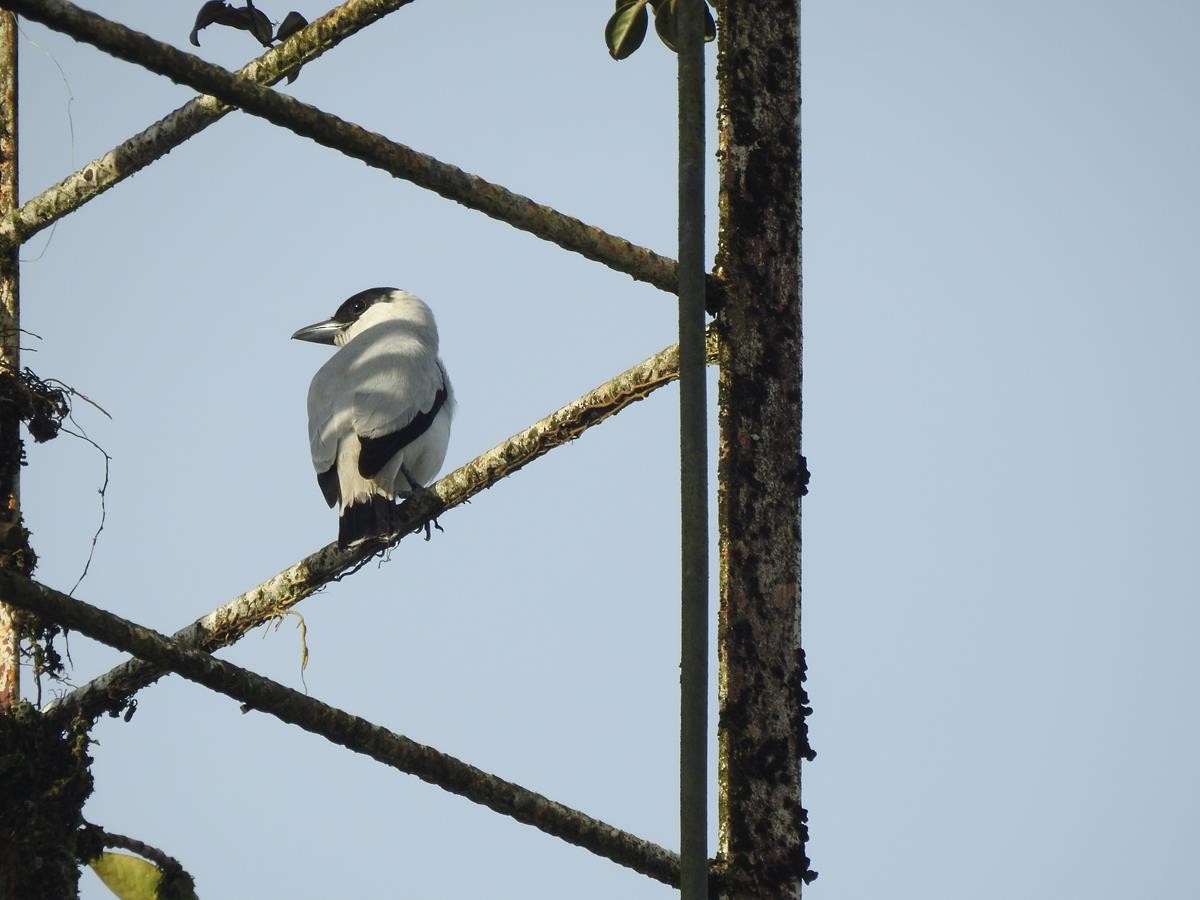 Black-crowned Tityra - ML618024968