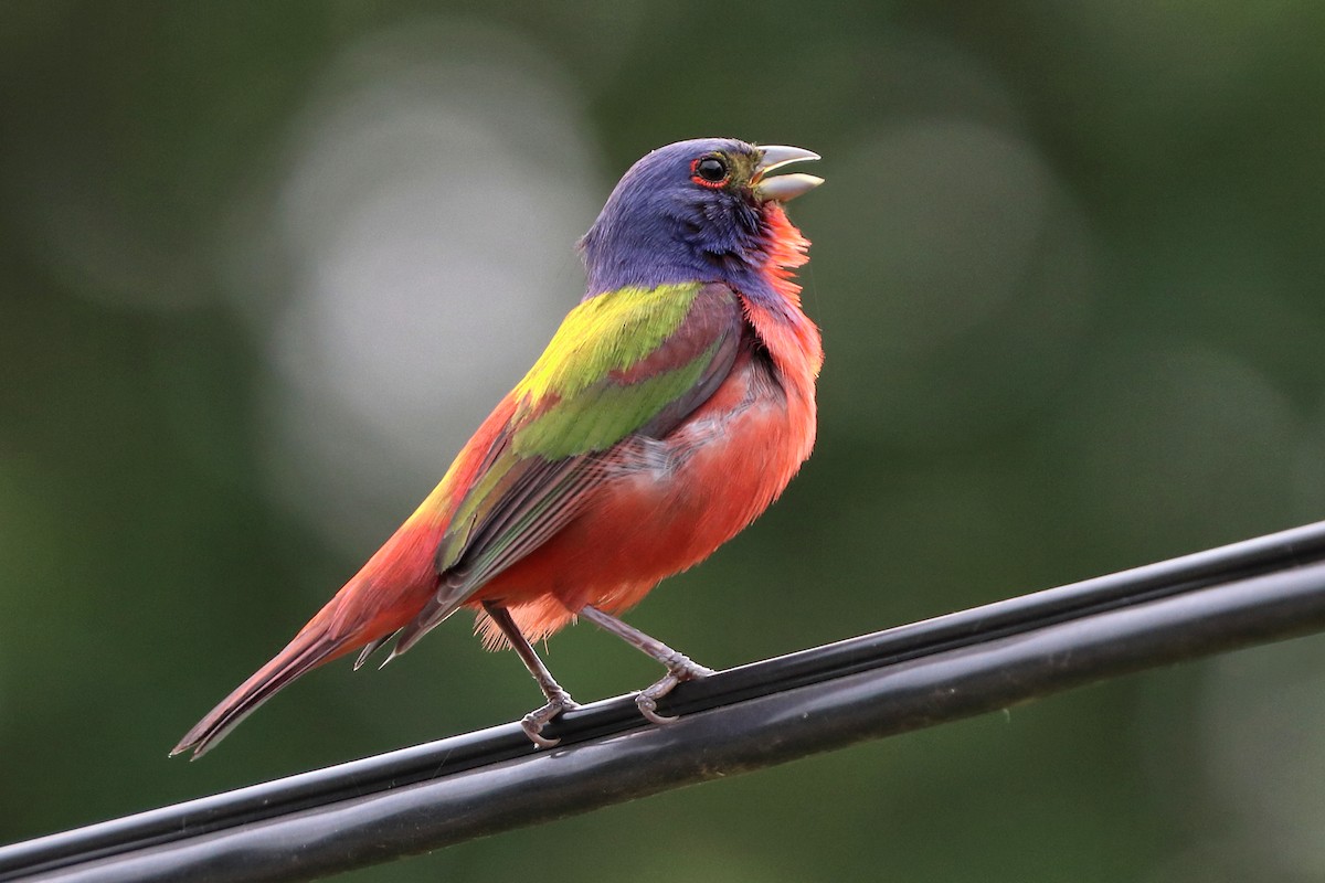 Painted Bunting - Jason Leifester