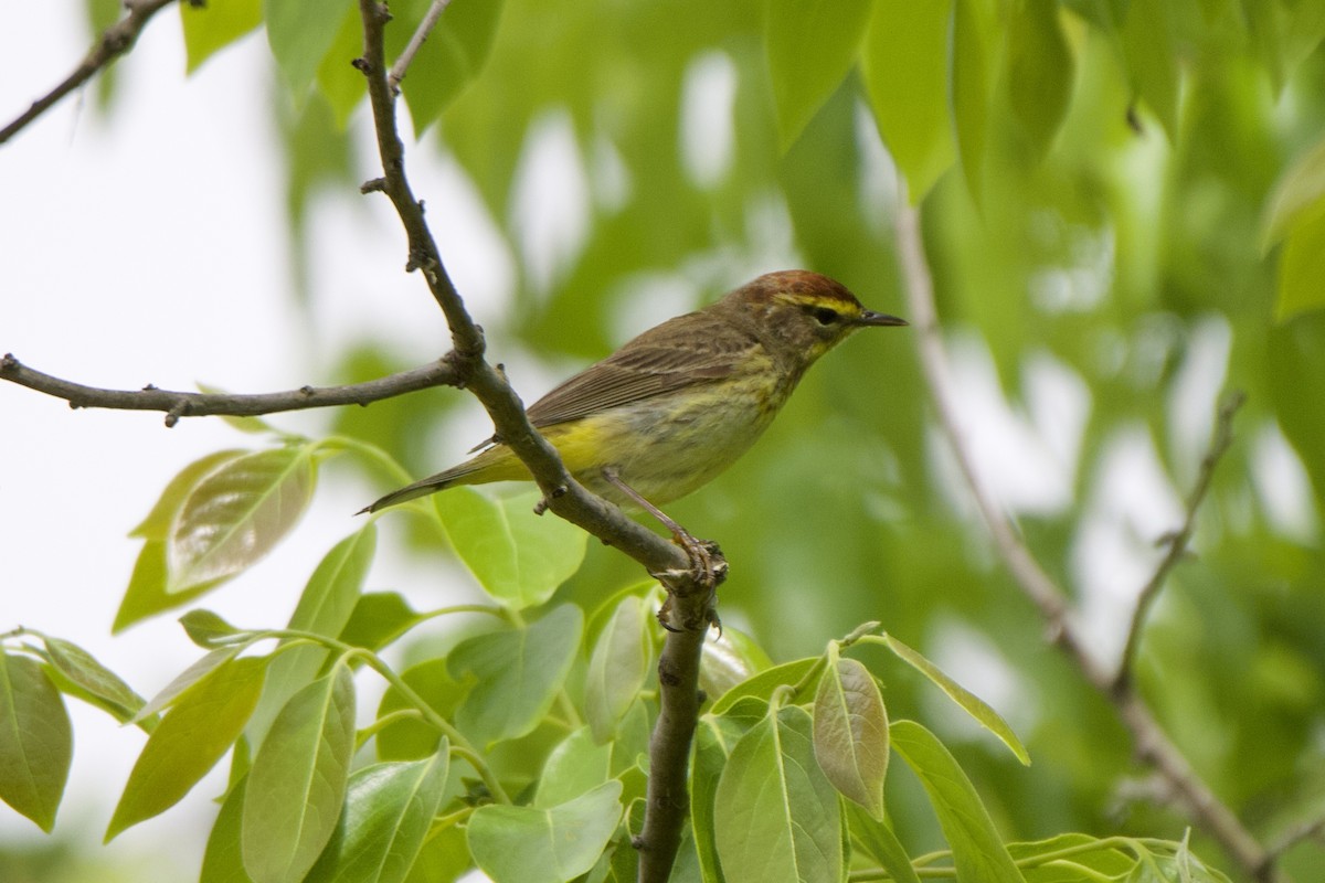 Palm Warbler - Jin Bai