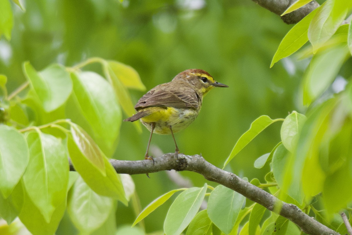 Palm Warbler - ML618025033