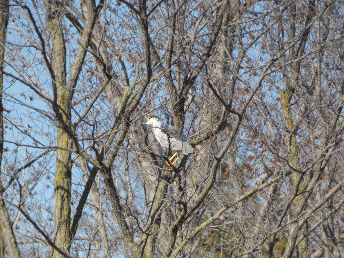 Black-crowned Night Heron - ML618025050