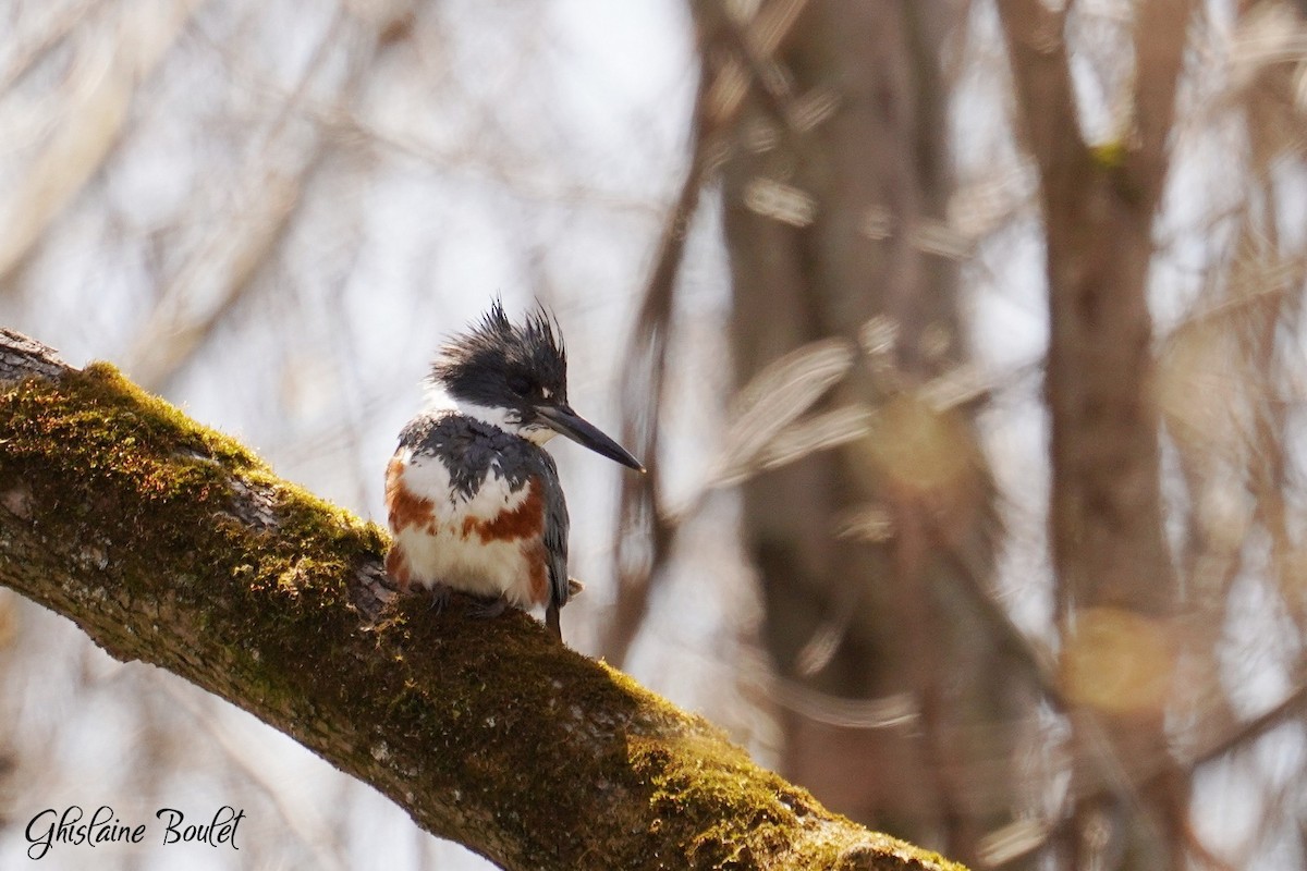 Belted Kingfisher - Ghislaine Boulet 🦉