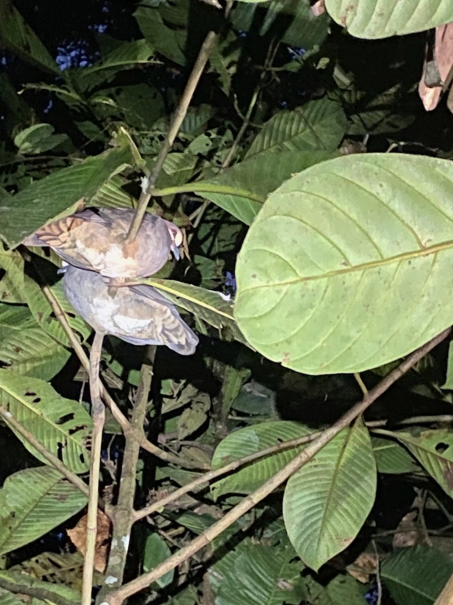 Olive-backed Quail-Dove - Diego DUQUE