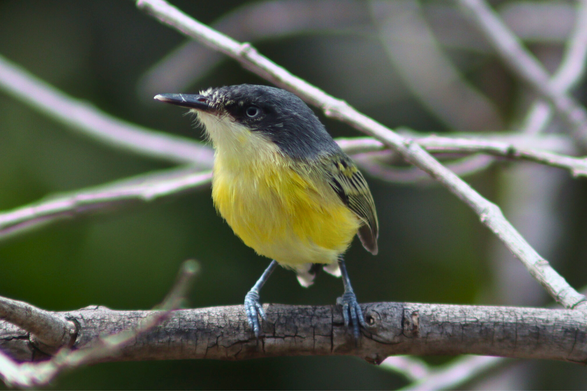 Common Tody-Flycatcher - ML618025086