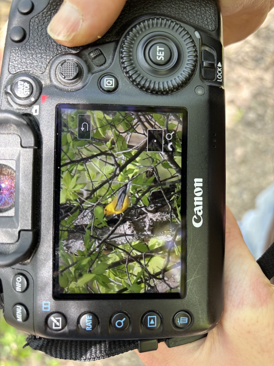 Prothonotary Warbler - Edith Dinger Wadkins