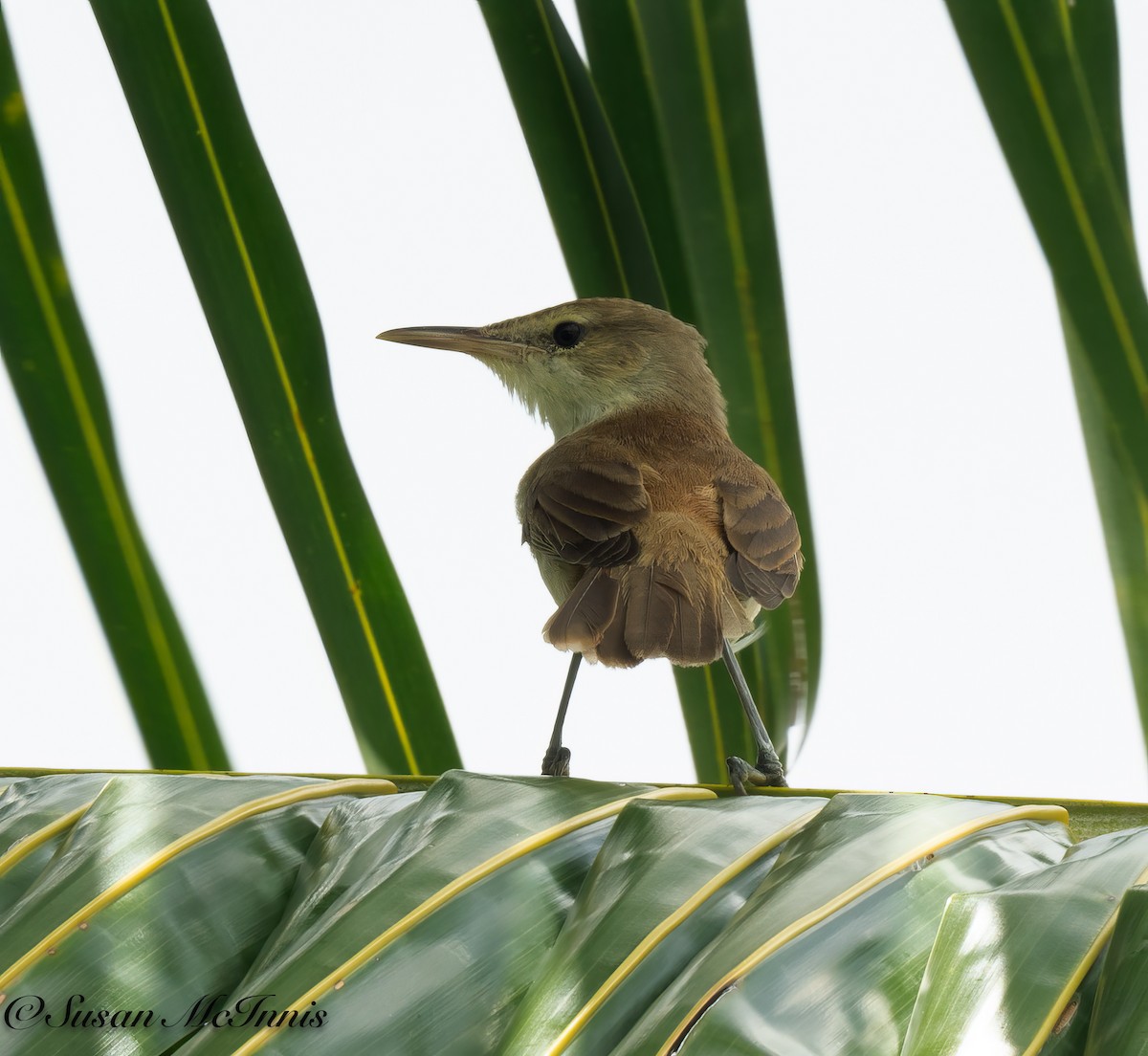 Caroline Reed Warbler - Susan Mac