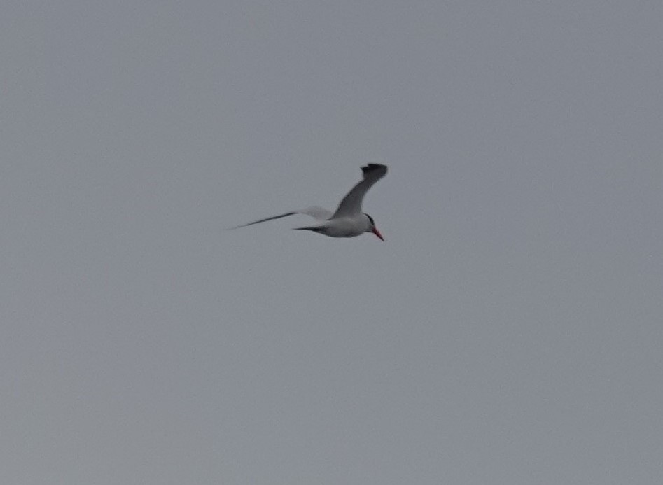 Caspian Tern - Kristine Sowl