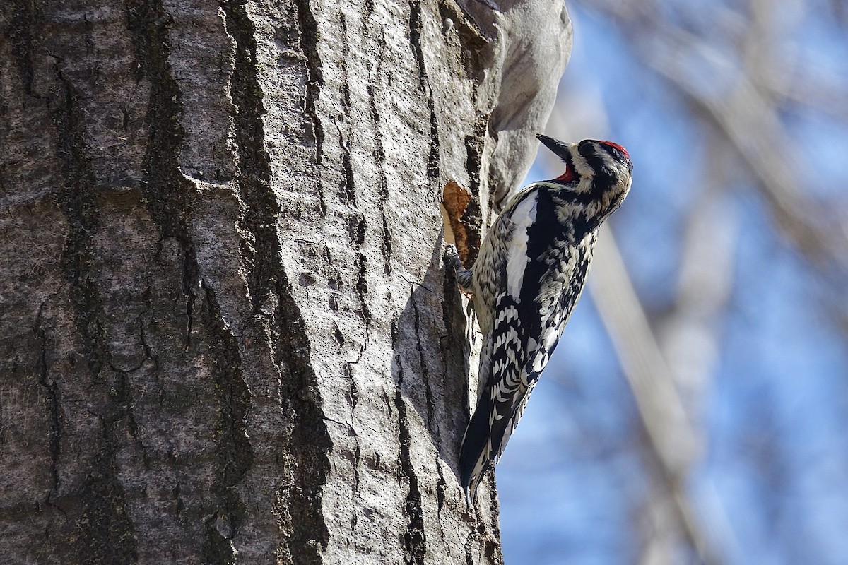 Yellow-bellied Sapsucker - ML618025107