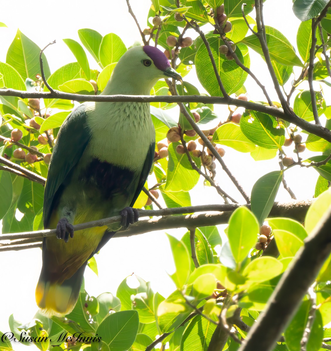 Purple-capped Fruit-Dove - ML618025110