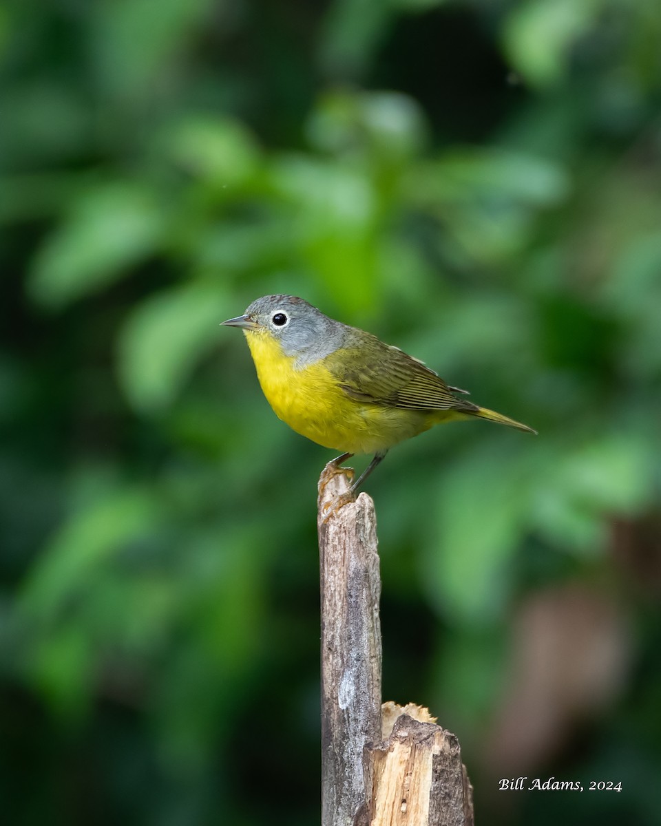 Nashville Warbler - ML618025113