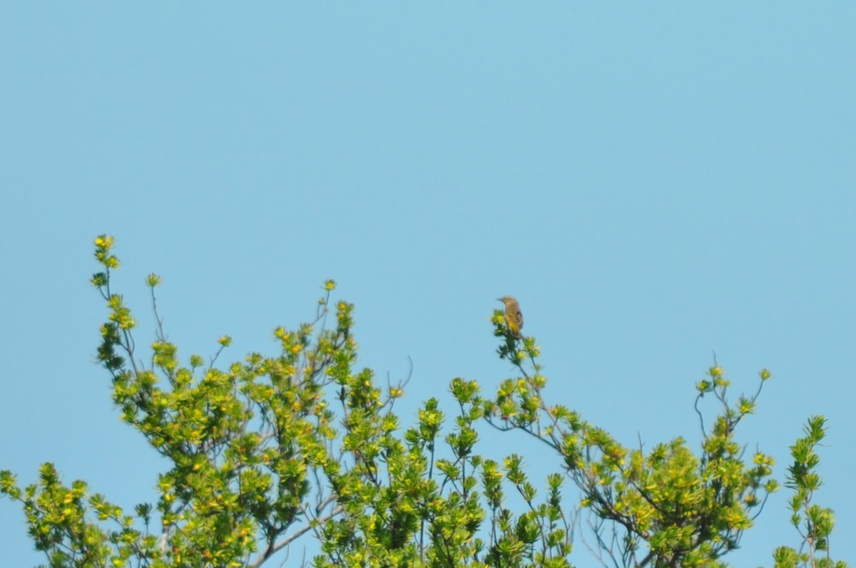 Palm Warbler - ML618025125