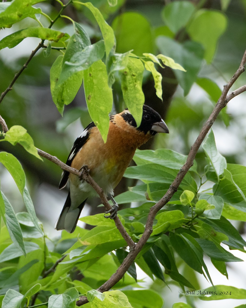 Black-headed Grosbeak - ML618025132