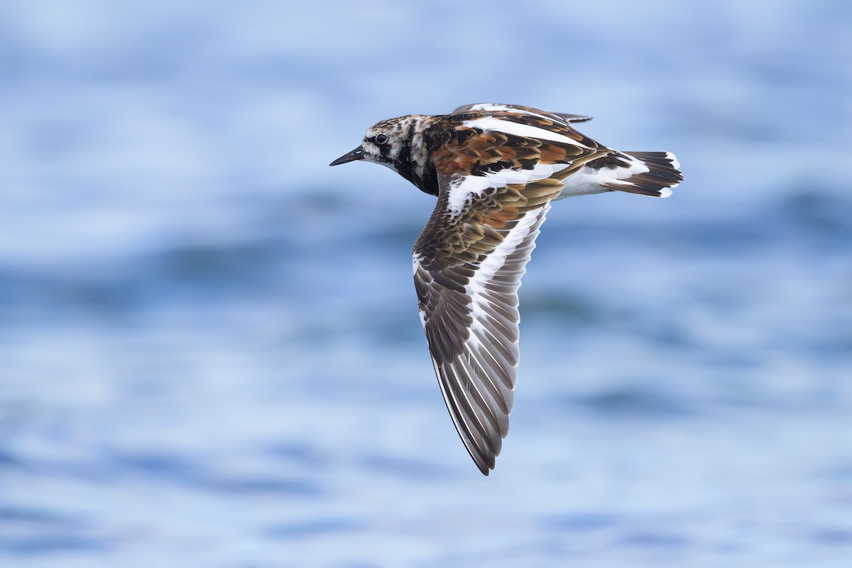 Ruddy Turnstone - ML618025151