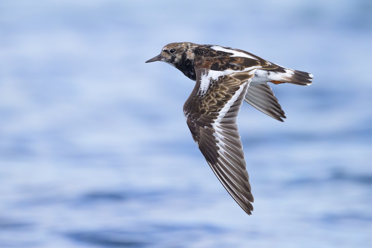Ruddy Turnstone - ML618025152