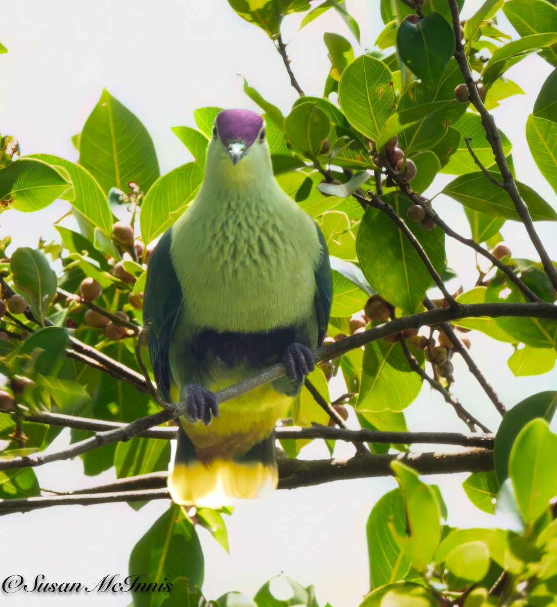 Purple-capped Fruit-Dove - ML618025175