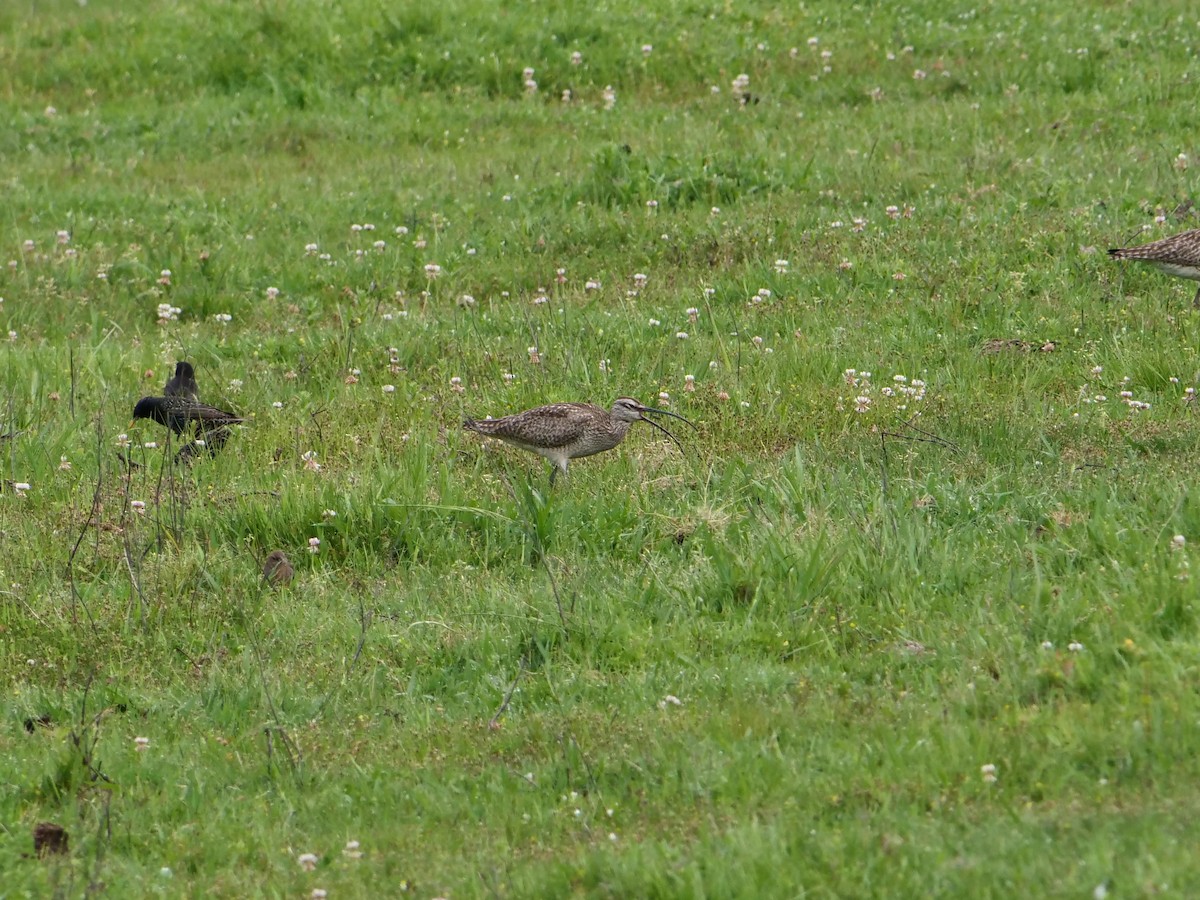 Regenbrachvogel - ML618025180