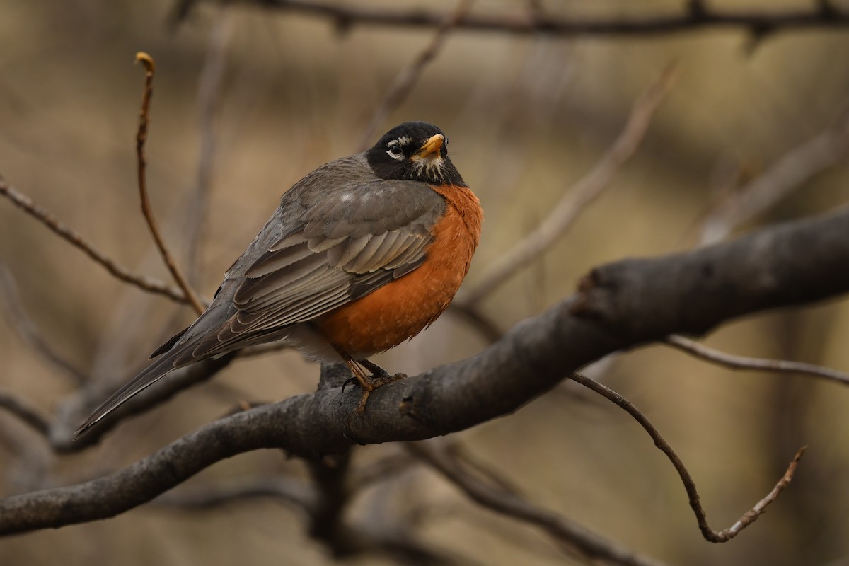 American Robin - ML618025198