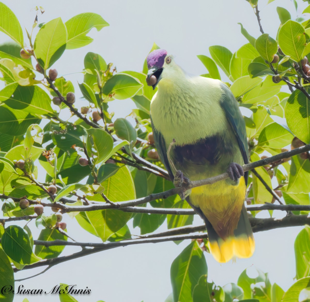 Purple-capped Fruit-Dove - ML618025201