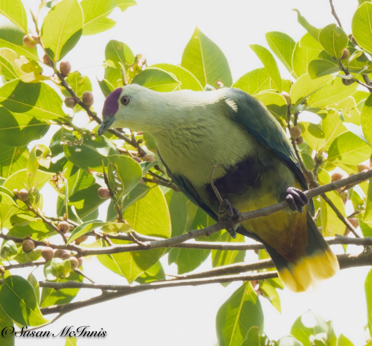 Purple-capped Fruit-Dove - ML618025233