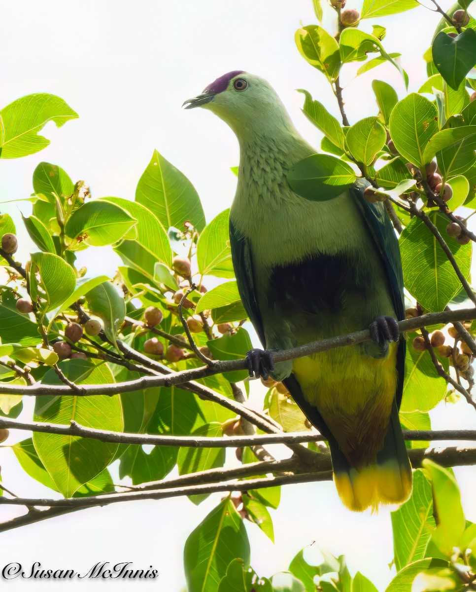 Purple-capped Fruit-Dove - ML618025260