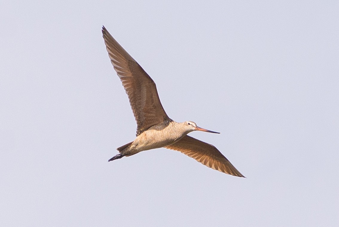 Marbled Godwit - ML618025300