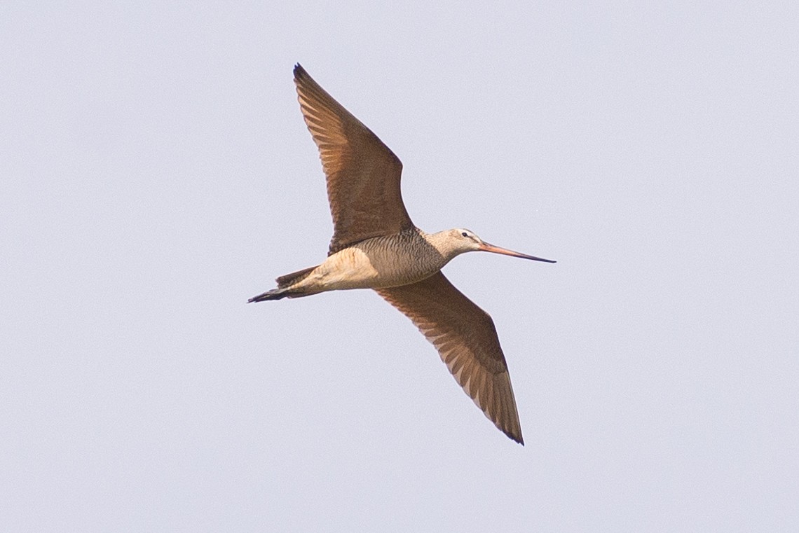 Marbled Godwit - ML618025302