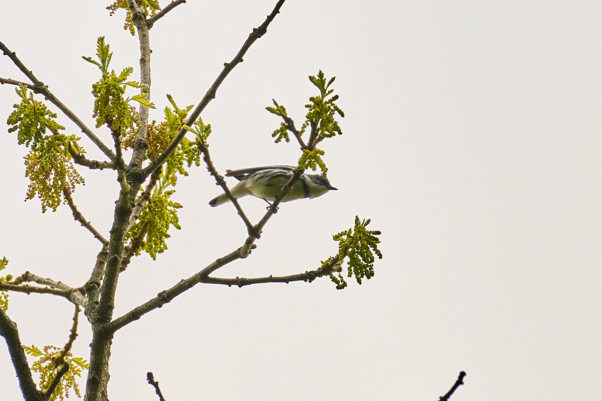 Cerulean Warbler - Charlie Shields