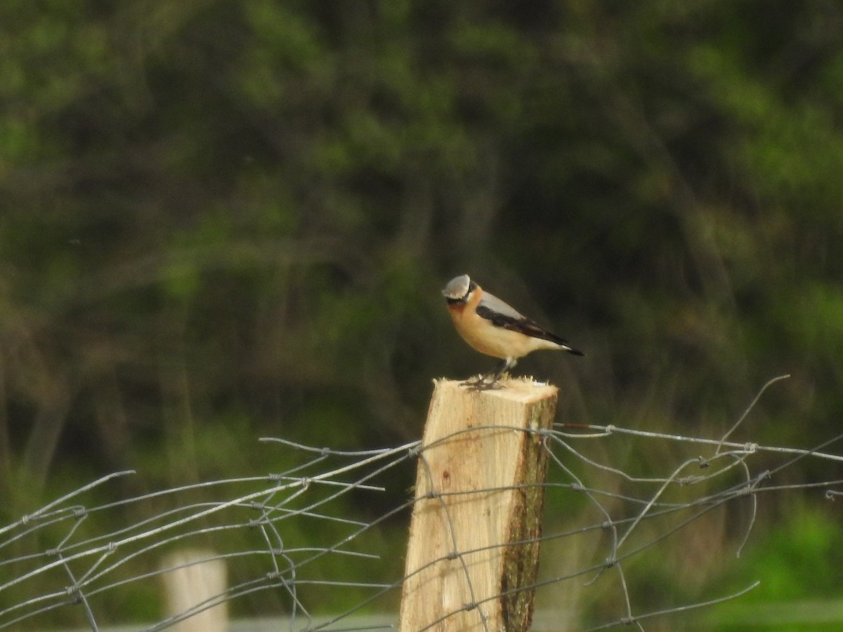 Northern Wheatear - Rosario Mendoza