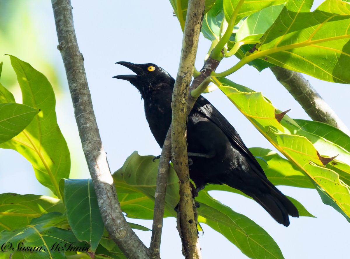 Micronesian Starling - ML618025321